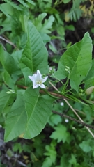 Convolvulus arvensis