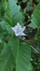 Convolvulus arvensis