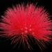 Scarlet Powder-Puff - Photo (c) Francois Wolfaardt, some rights reserved (CC BY-NC), uploaded by Francois Wolfaardt