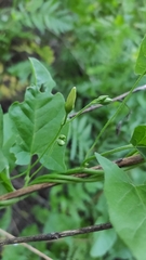 Convolvulus arvensis