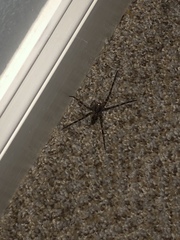 Dolomedes scriptus