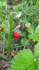 Fragaria vesca
