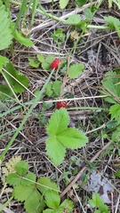 Fragaria vesca