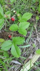 Fragaria vesca