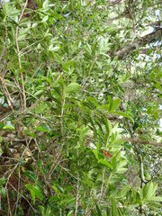 Theaceae