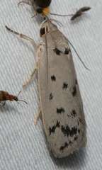 Ericibdela delotis