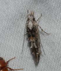 Leptozestis harmosta