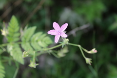 Geranium asphodeloides