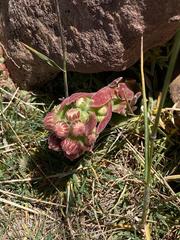 Sempervivum atlanticum