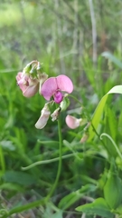 Lathyrus sylvestris