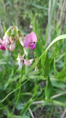 Lathyrus sylvestris