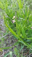 Lathyrus sylvestris