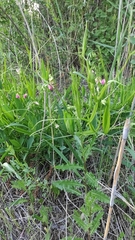 Lathyrus sylvestris
