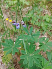 Lupinus perennis