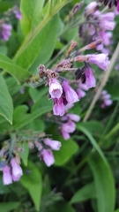 Symphytum officinale