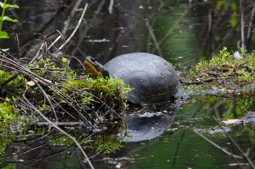 Blanding's Turtle