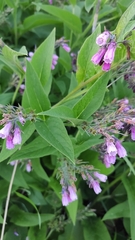 Symphytum officinale
