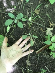 Borodinia perstellata