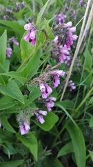 Symphytum officinale