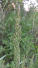 Calamagrostis epigejos