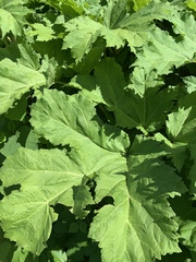 Heracleum sosnowskyi