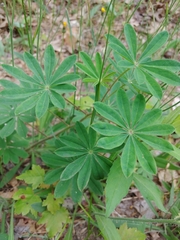 Lupinus perennis