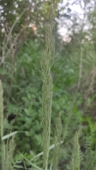 Calamagrostis epigejos