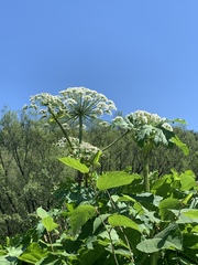 Heracleum sosnowskyi