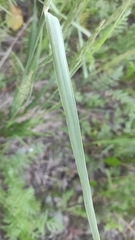 Calamagrostis epigejos