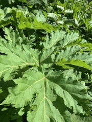 Heracleum sosnowskyi