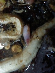 Melanella micans