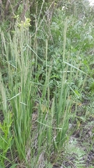 Calamagrostis epigejos