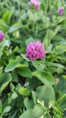 Trifolium pratense