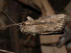 Persectania dyscrita