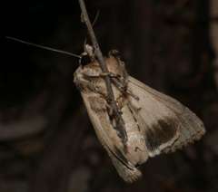 Persectania dyscrita