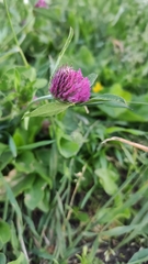 Trifolium pratense