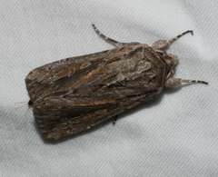 Persectania dyscrita