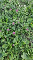 Trifolium pratense