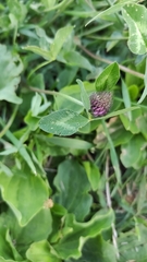 Trifolium pratense