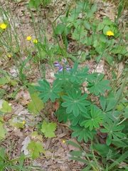 Lupinus perennis