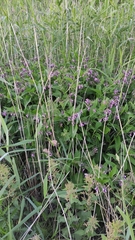 Symphytum officinale