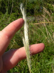 Bothriochloa torreyana