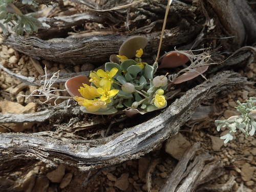 Image of Double Bladderpod (Physaria acutifolia) by (c) Mitch Van Dyke, some rights reserved (CC BY)