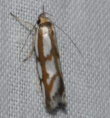 Myrascia bracteatella