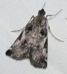 Astrapometis saburalis