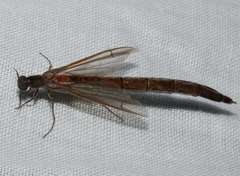 Lymexylidae