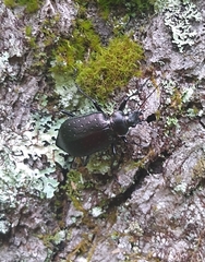 Calosoma lepidum
