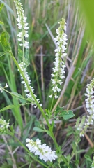 Melilotus albus
