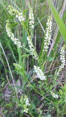 Melilotus albus
