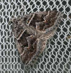 Dichromodes explanata